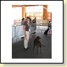 Austrian Retriever bei der Hundeaustellung IMG8221