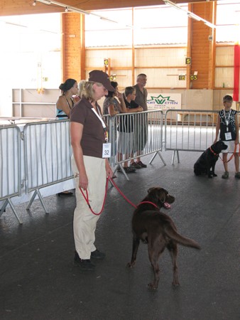 Austrian Retriever bei der Hundeaustellung IMG8221