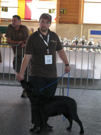 Austrian Retriever bei der Hundeaustellung IMG8222