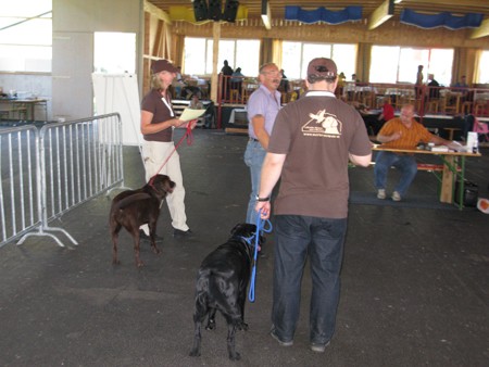 Austrian Retriever bei der Hundeaustellung IMG8228