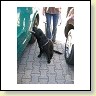 Austrian Retriever bei der Hundeaustellung IMG8229