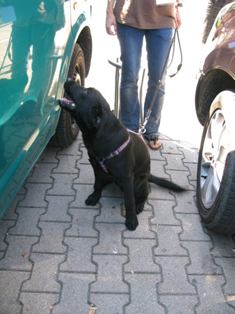 Austrian Retriever bei der Hundeaustellung IMG8229