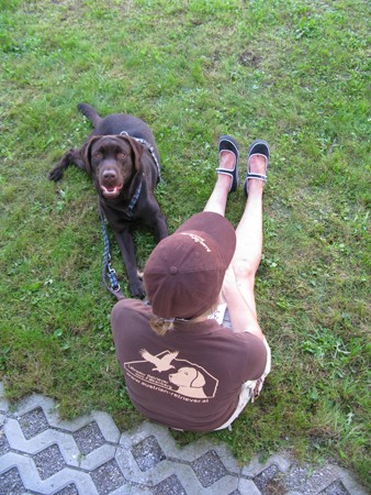 Austrian Retriever bei der Hundeaustellung IMG8246