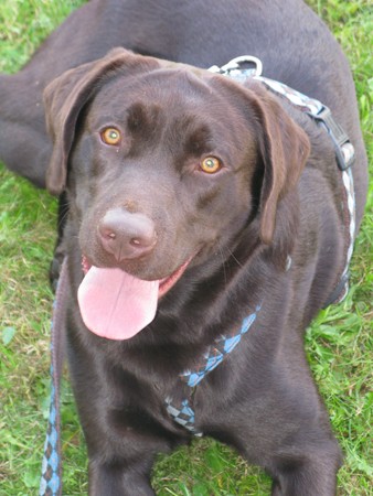 Austrian Retriever bei der Hundeaustellung IMG8247
