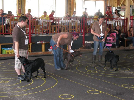 Austrian Retriever bei der Hundeaustellung IMG8257