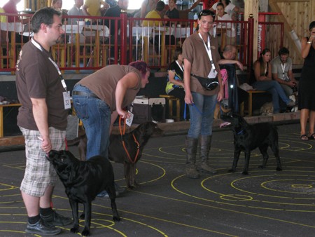 Austrian Retriever bei der Hundeaustellung IMG8260