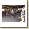 Austrian Retriever bei der Hundeaustellung IMG8269