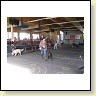 Austrian Retriever bei der Hundeaustellung IMG8270