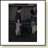 Austrian Retriever bei der Hundeaustellung IMG8279