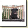 Blacky Barbarella vom Falkenberg IMG_8305