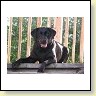 Blacky Barbarella vom Falkenberg IMG_8308