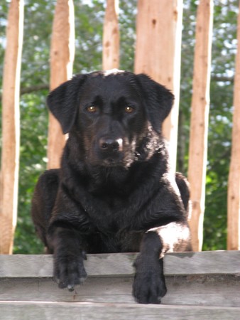 Blacky Barbarella vom Falkenberg IMG_8311