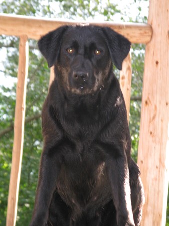 Blacky Barbarella vom Falkenberg IMG_8314