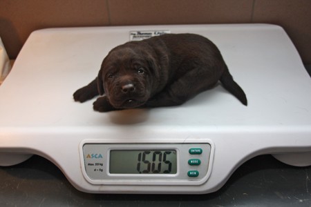 Mr. Choco IMG_3120