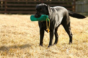 Blacky Barbarella vom Falkenberg beim Dummy Training