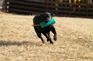 Blacky Barbarella vom Falkenberg beim Dummy Training