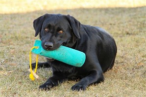 Blacky Barbarella vom Falkenberg beim Dummy Training 3