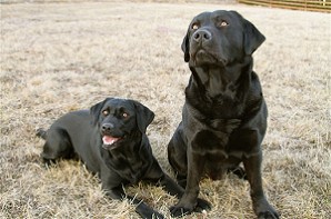 Blacky Barbarella vom Falkenberg u. Barney Bandit by Austrian Retriever