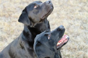 Blacky Barbarella vom Falkenberg u. Barney Bandit by Austrian Retriever