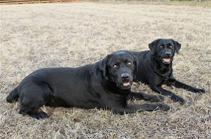 Blacky Barbarella vom Falkenberg u. Barney Bandit by Austrian Retriever