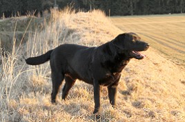 Barney Bandit stehend by Austrian Retriever 