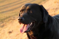 Barney Bandit by Austrian Retriever 