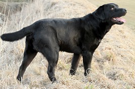 Barney Bandit stehend by Austrian - Retriever