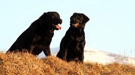 Barney Bandit u. Blacky Barbarella vom Falkenberg im Sonnenlicht!!!