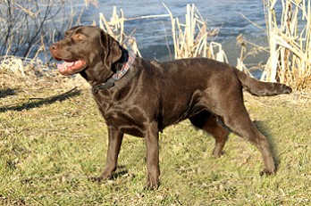 Cindy by Austrian Retriever Labrador vom Falkenberg