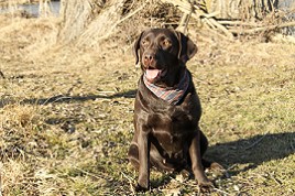 Cindy by Austrian Retriever 