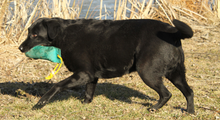 Vicky beim Dummy Training