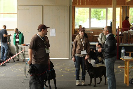 Im Ring die Championate Austrian Retriever IMG9953