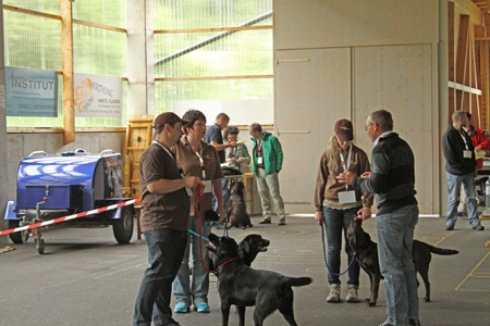 Im Ring die Championate Austrian Retriever IMG9954