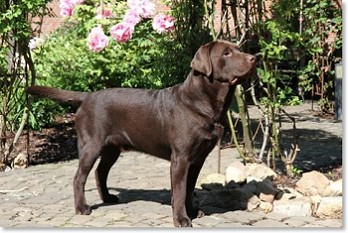 „Chablais M Hudson“ Rufname: "Hudson"