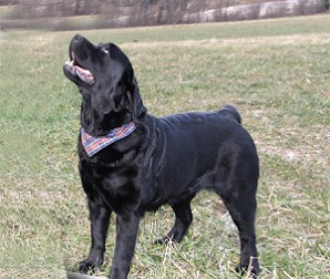 Britney_PPH_IMG_3297 by Austrian-Retriever