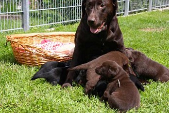 Cindy mit Ihren J- Wurf vom Falkenberg 