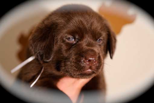 MR. Silber vom Falkenberg by Austrian Retriever