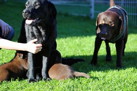 Britney und Mathey und die Welpen vom K-  Wurf vom Falkenberg